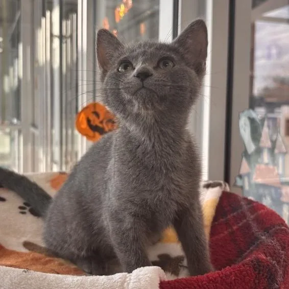 A baby small-sized female Domestic Short Hair cat named Ghoul for adoption in Phoenix, AZ