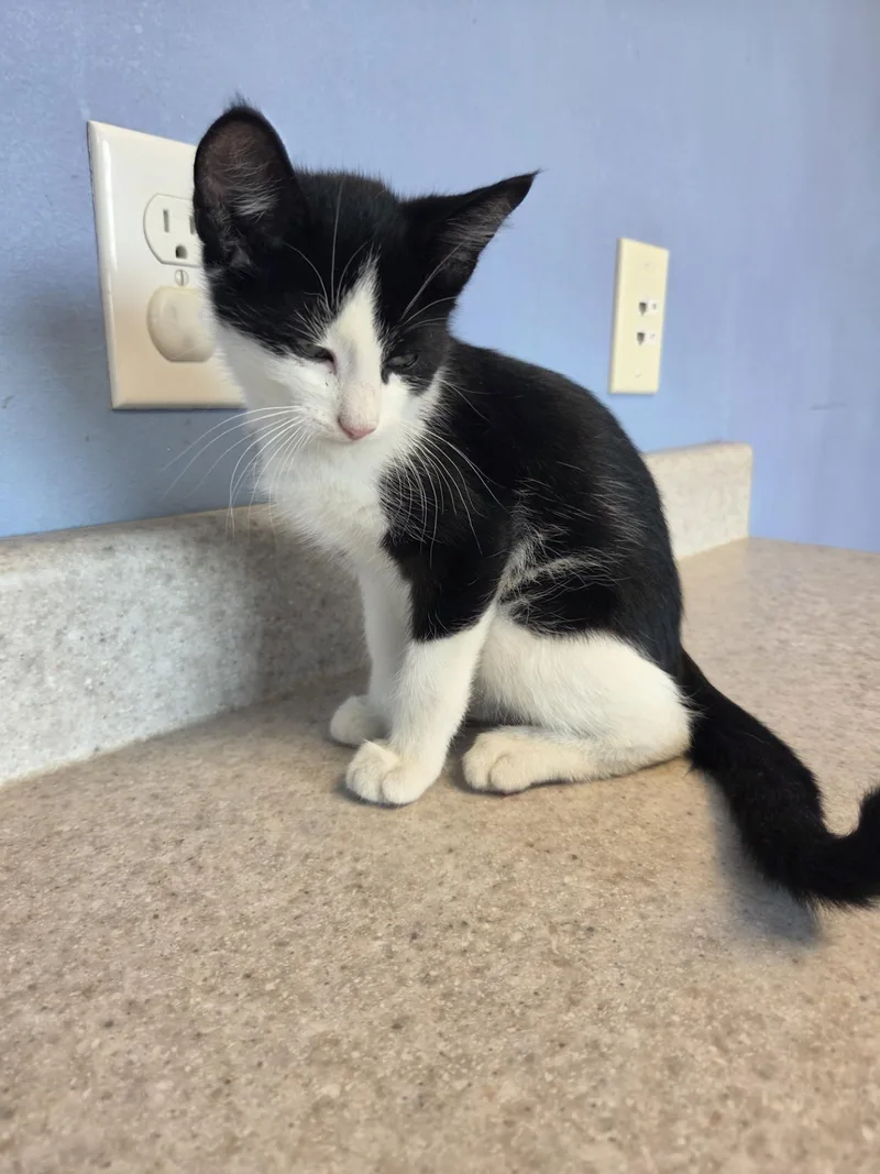 A young small-sized male Black & White / Tuxedo Domestic Short Hair cat named Makeup by Mario for adoption in Brookings, SD