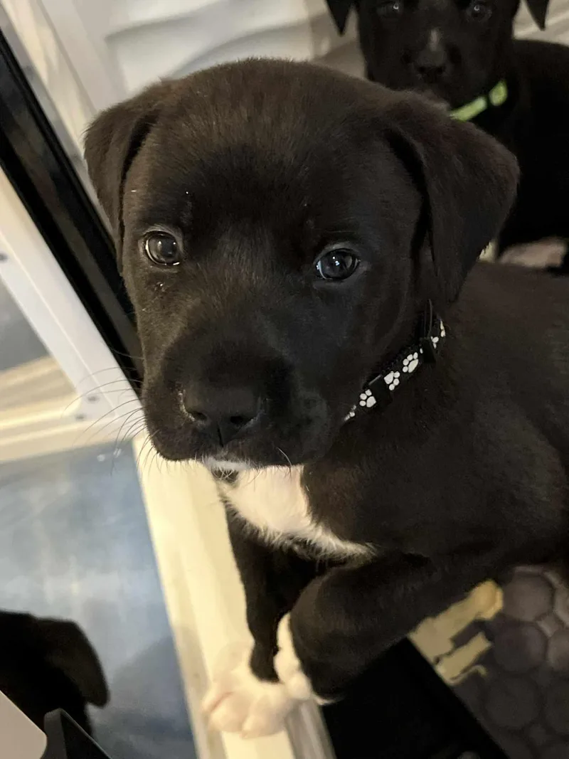 Fern  Flower Power thumbnail 2