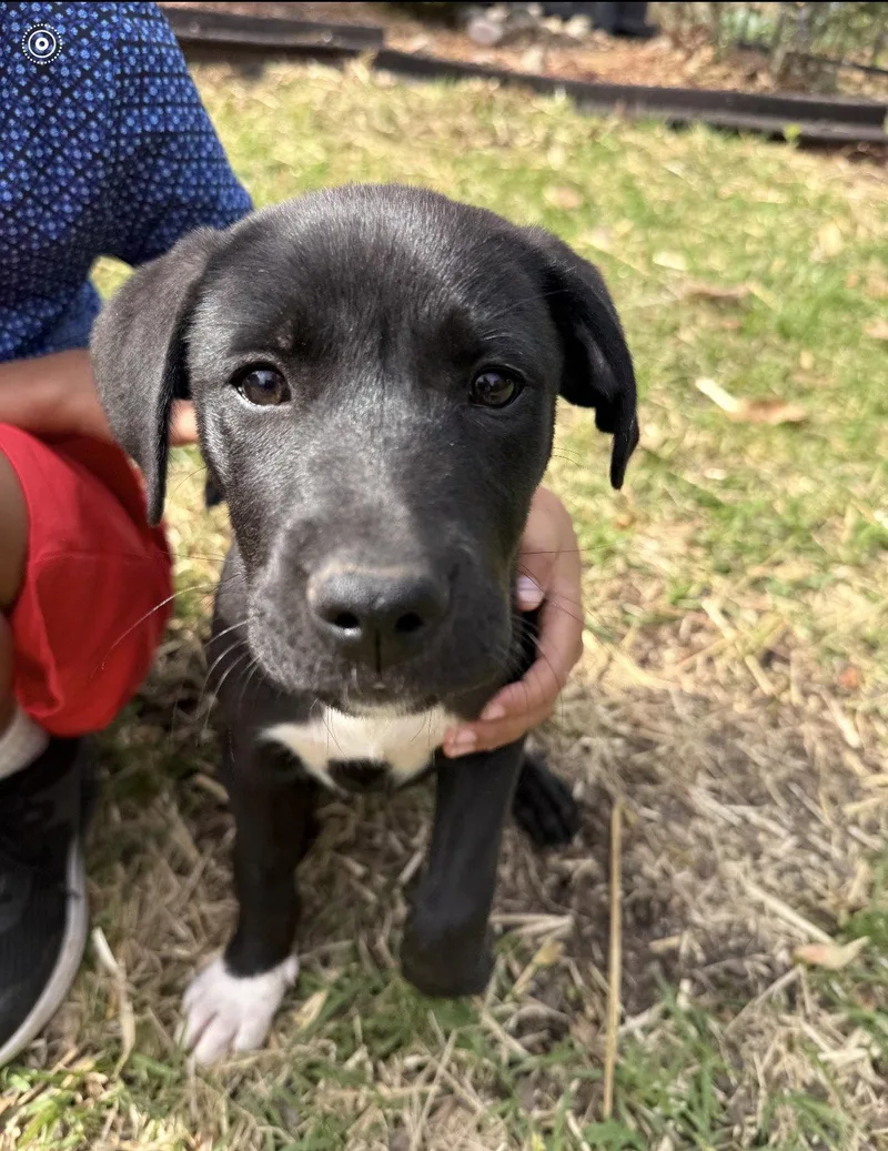 Fern  Flower Power thumbnail 3