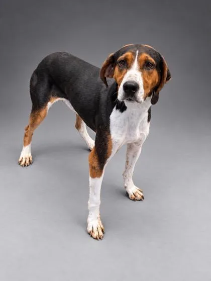An adult large-sized male Treeing Walker Coonhound dog named Duncan for adoption in Bowling Green, KY