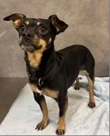An adult small-sized male Miniature Pinscher dog named Ralphie for adoption in Portland, ME