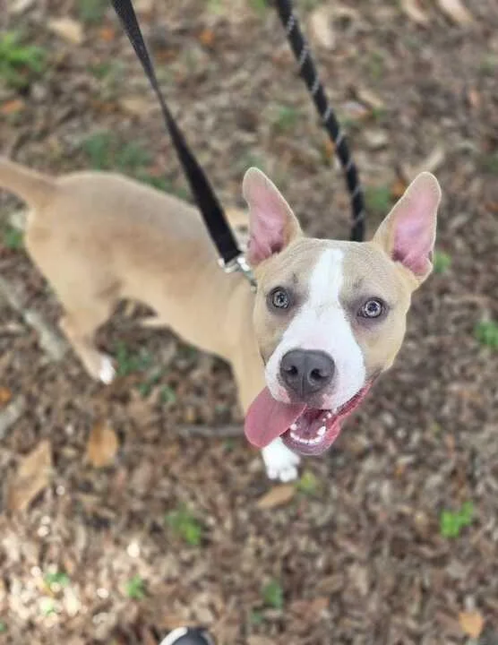 A young medium-sized male Pit Bull Terrier dog named Phillip for adoption in New Orleans, LA