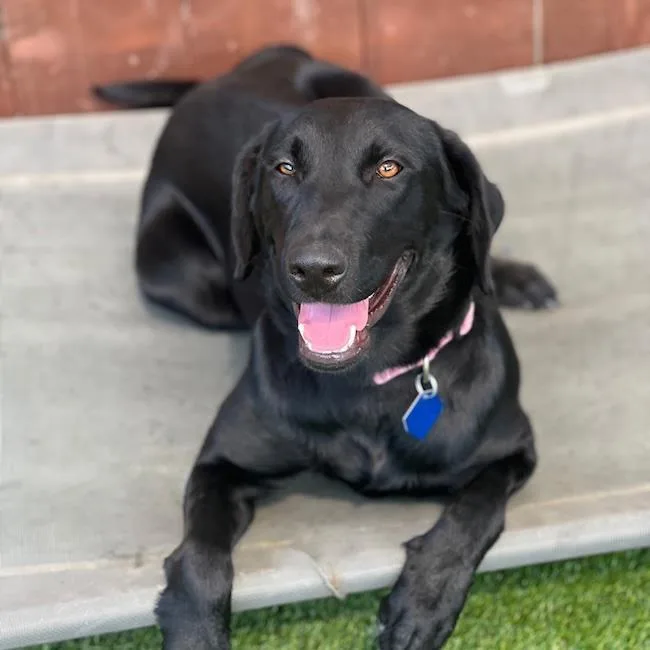 An adult large-sized female Labrador Retriever dog named Daya for adoption in San Diego, CA