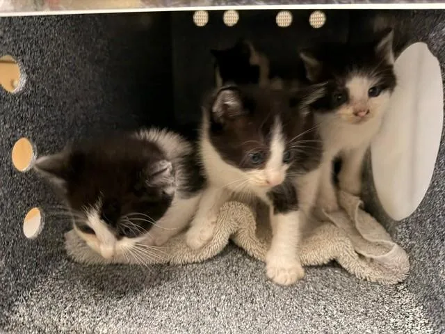 A baby small-sized male Domestic Short Hair cat named Clover for adoption in Tustin, CA
