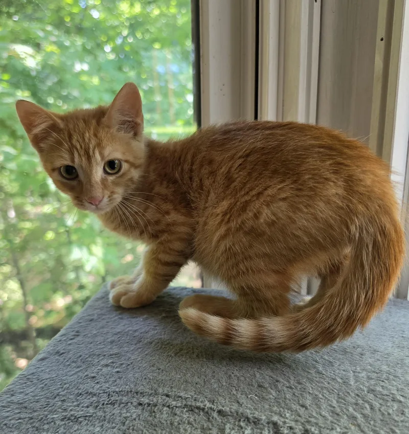 A baby small-sized male Tabby (Orange / Red) Domestic Short Hair cat named Zohan for adoption in Bentonville, AR