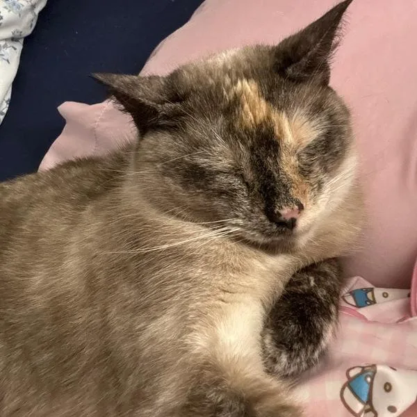 An adult medium-sized female Domestic Short Hair cat named Sophie for adoption in Des Moines, IA
