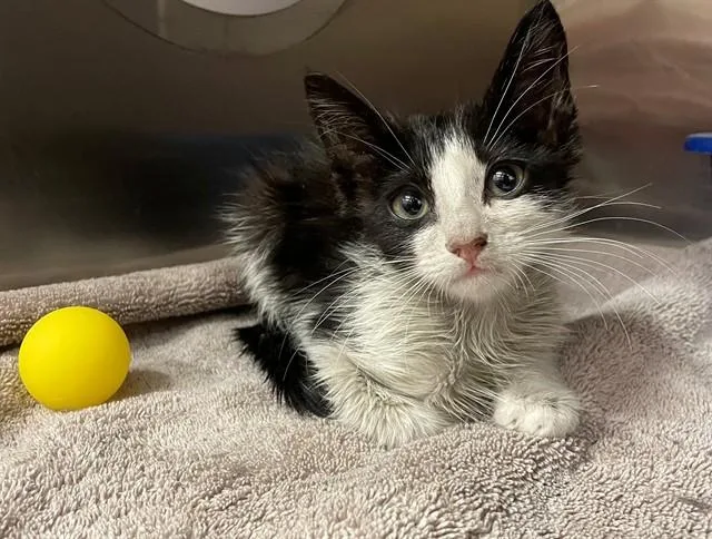A baby small-sized male Domestic Short Hair cat named Todd for adoption in Moreno Valley, CA