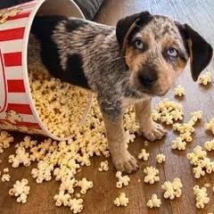 A baby medium-sized female Mixed Breed dog named Popcorn for adoption in Green Valley, AZ