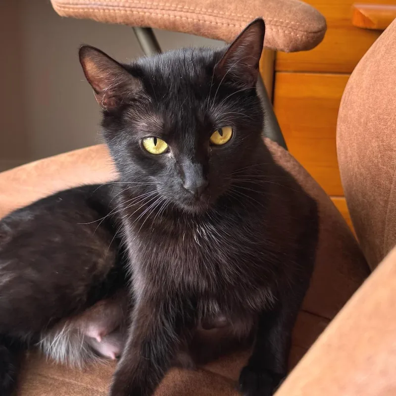 An adult medium-sized female Domestic Short Hair cat named Starkrimson for adoption in Cumming, GA