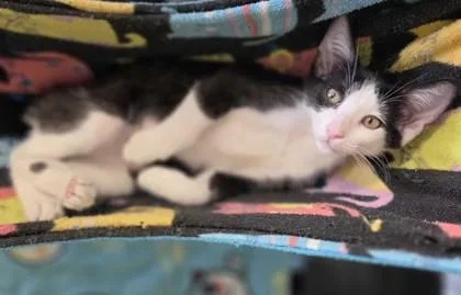 A young small-sized female Domestic Short Hair cat named Angel for adoption in Baton Rouge, LA