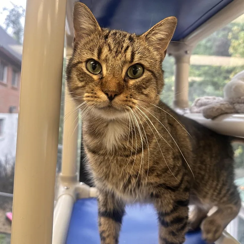 An adult large-sized male Domestic Short Hair cat named Chunk for adoption in Marshall, VA