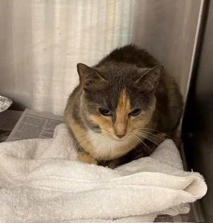 An adult small-sized female Gray / Blue / Silver Domestic Short Hair cat named Sasha for adoption in Atlanta, GA
