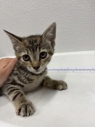 A baby small-sized female Domestic Short Hair cat named Mia for adoption in West Chester, PA