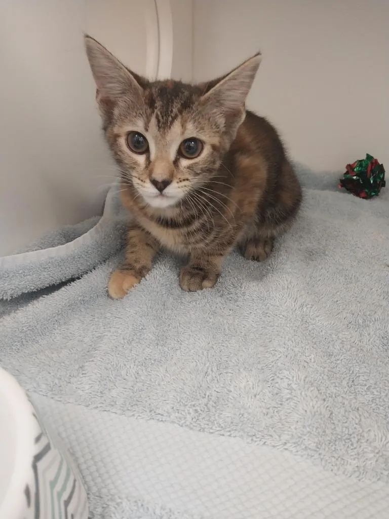 A baby small-sized female Domestic Short Hair cat named Jenna for adoption in Oxford, NC