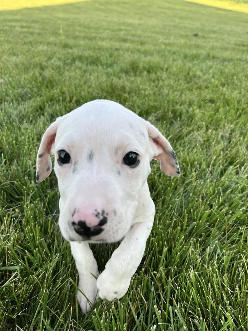 Cue Ball thumbnail 2