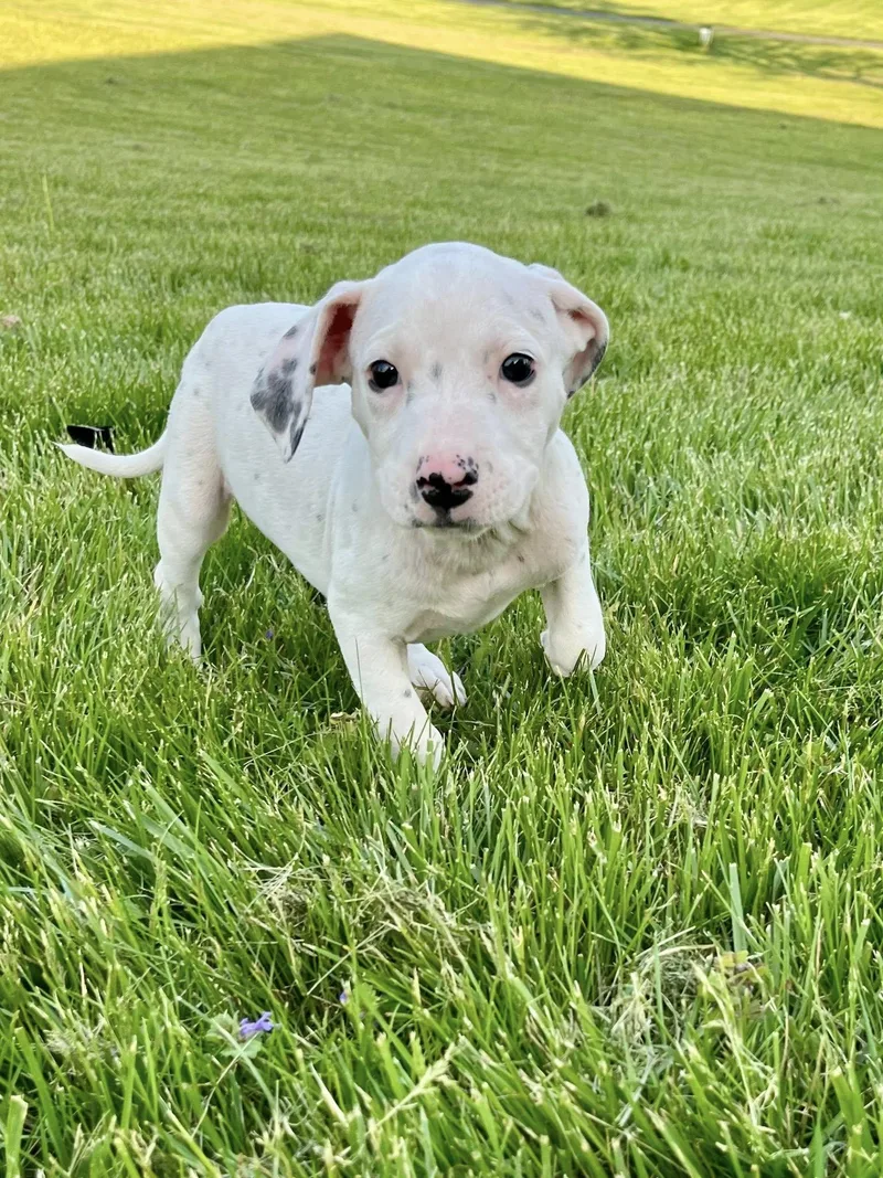 Cue Ball thumbnail 3