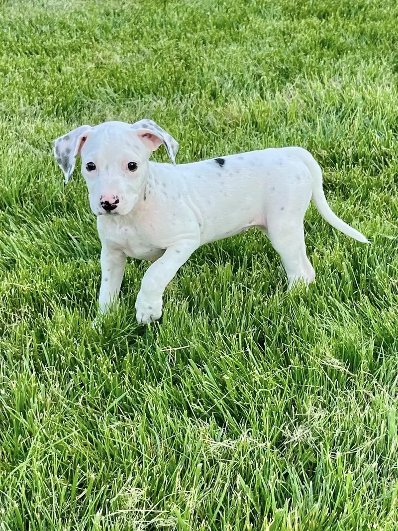 A baby medium-sized female Pit Bull Terrier dog named Cue Ball for adoption in Salisbury, MD