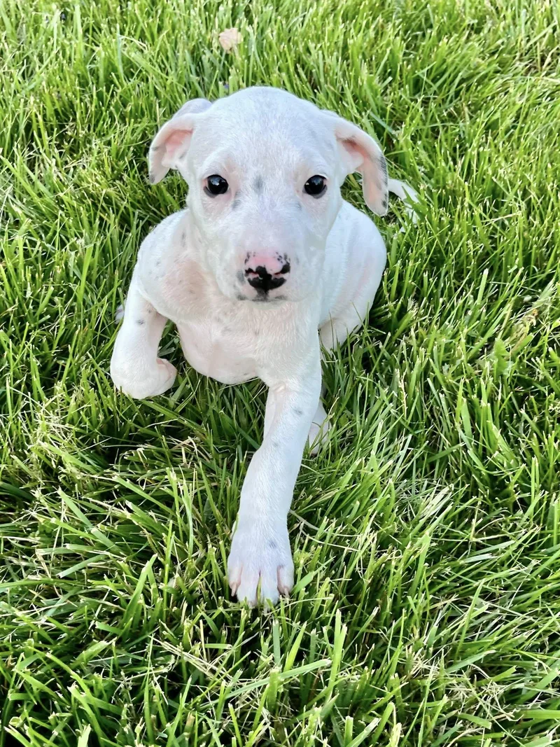 Cue Ball thumbnail 4