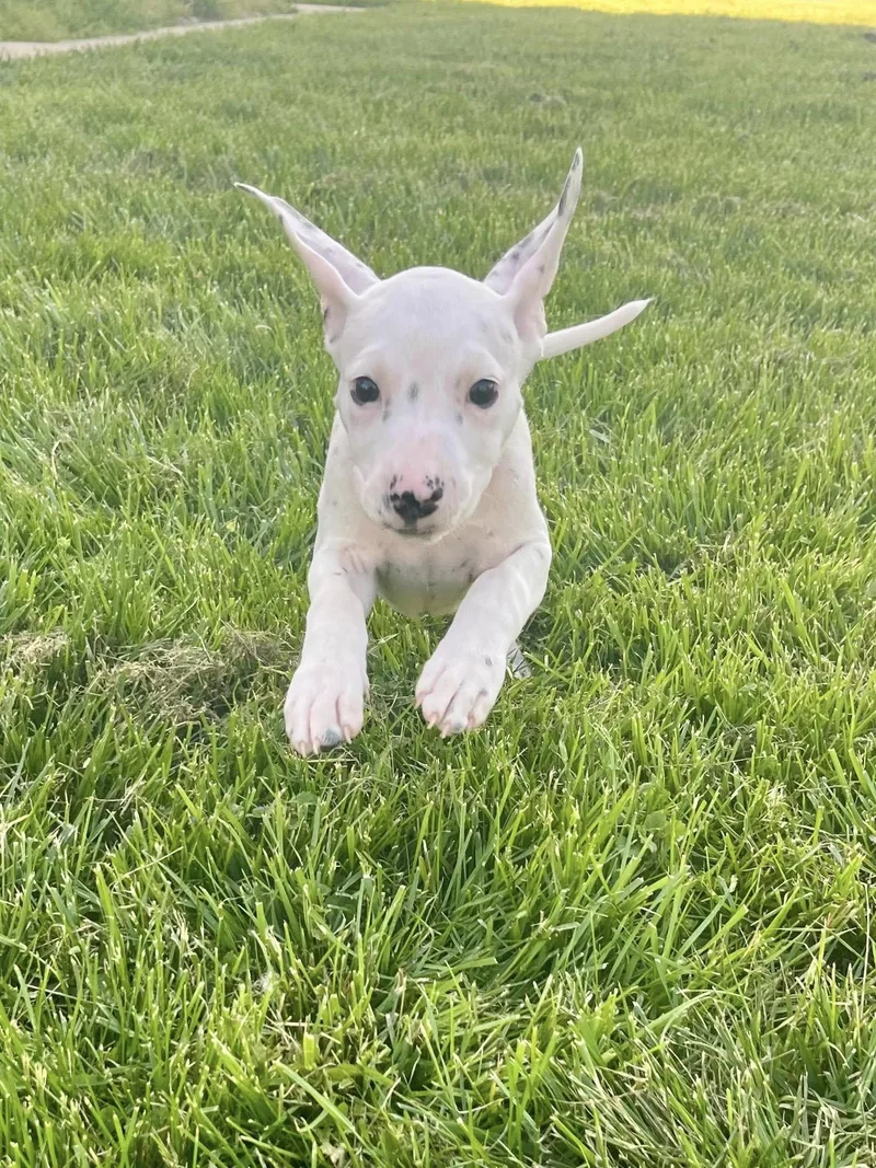 Cue Ball thumbnail 5