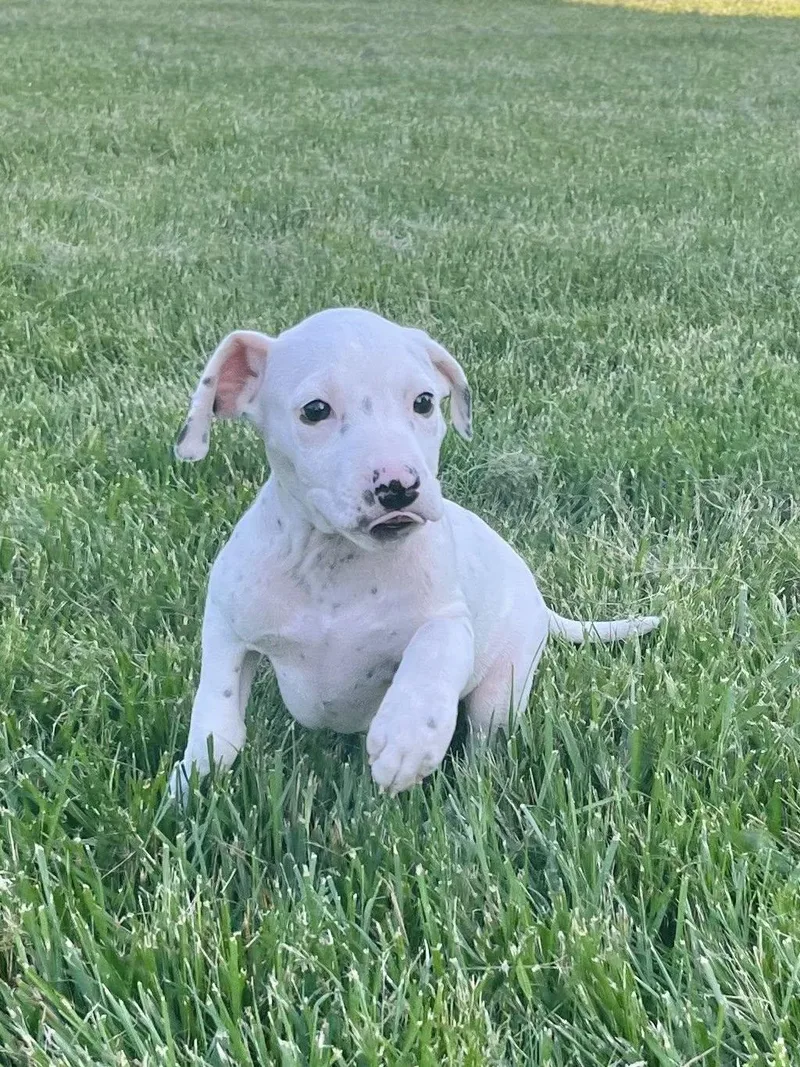 Cue Ball thumbnail 6