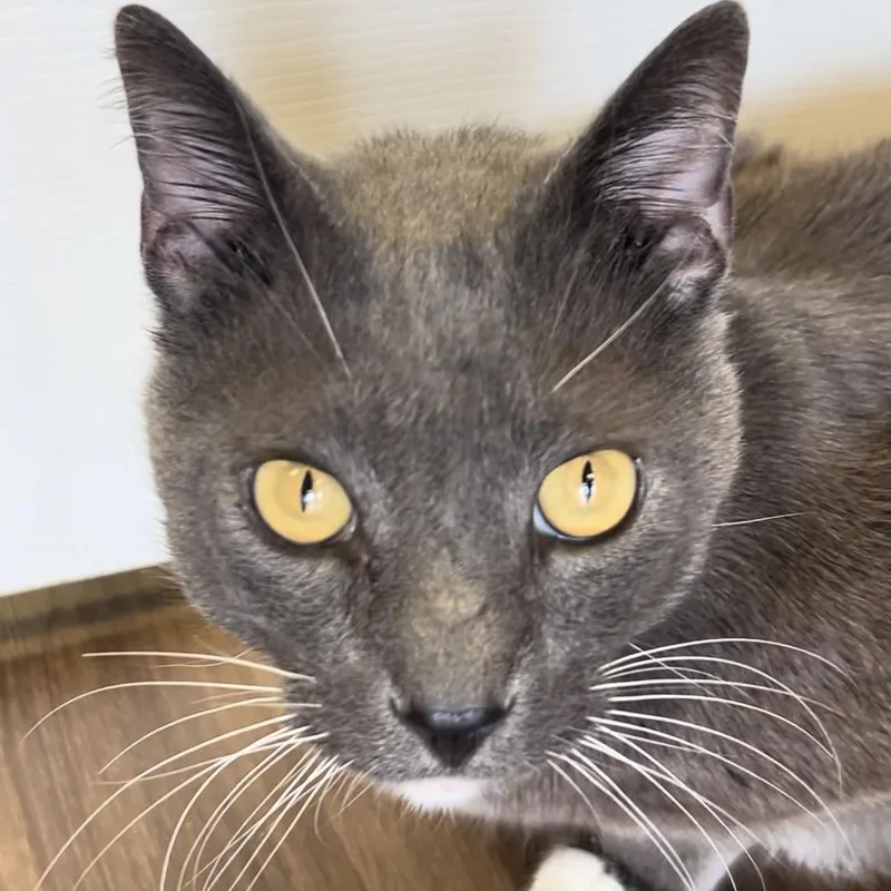 An adult large-sized male Gray & White Domestic Short Hair cat named Todo for adoption in Decatur, IL