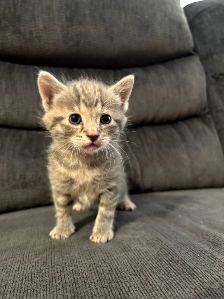 A baby small-sized male Domestic Short Hair cat named Havarti for adoption in Hartsville, SC