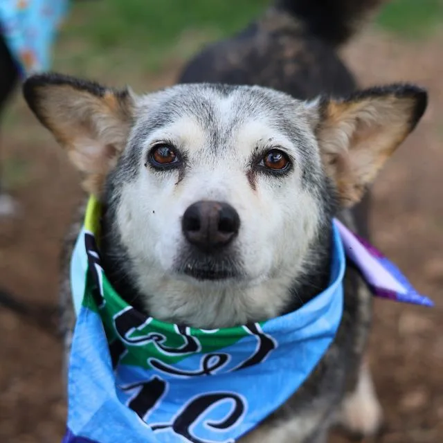 An adult medium-sized female Husky dog named Ivory for adoption in San Antonio, TX