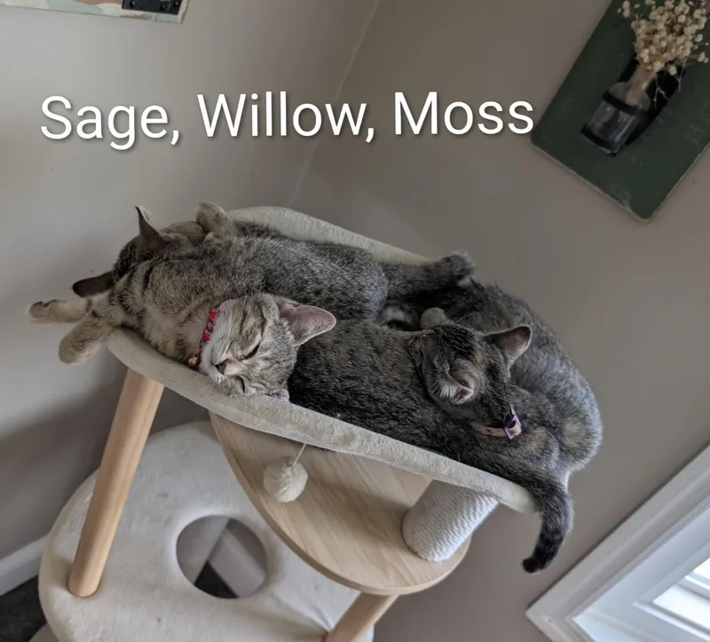 A baby medium-sized female Tabby (Gray / Blue / Silver) Domestic Short Hair cat named Sage for adoption in Cincinnati, OH
