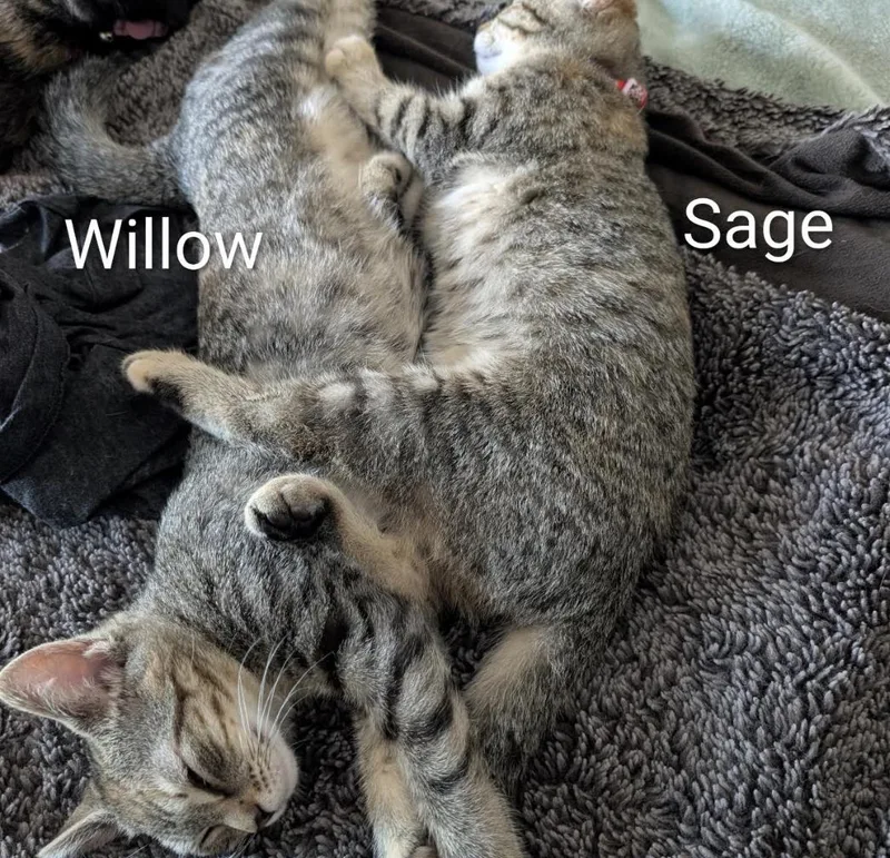 Sage thumbnail 2