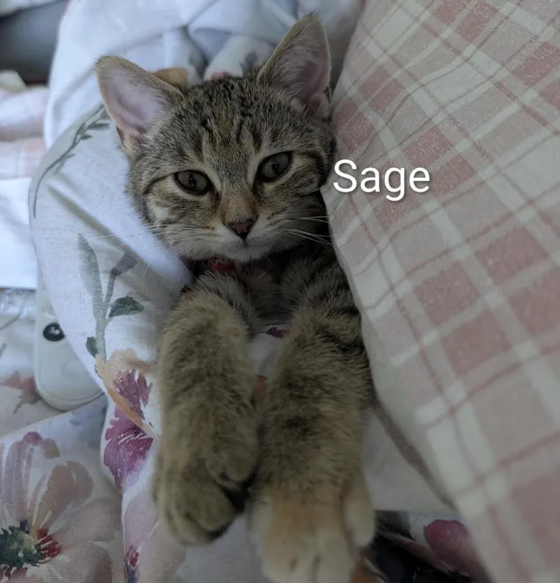 Sage thumbnail 3