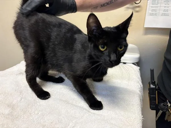 A young medium-sized female Domestic Short Hair cat named Purple Rain for adoption in Oceanside, CA