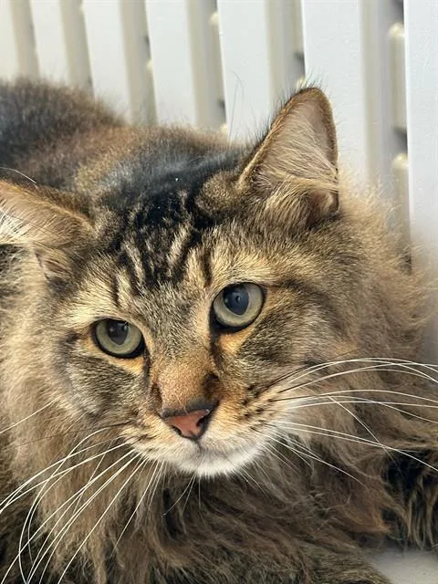 An adult large-sized male Brown / Chocolate Domestic Long Hair cat named Ben for adoption in Tavares, FL