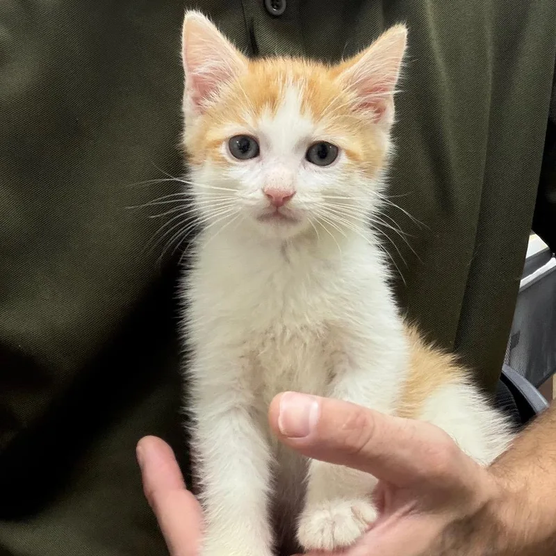 A baby small-sized male Orange / Red Domestic Short Hair cat named Sam for adoption in Madisonville, KY