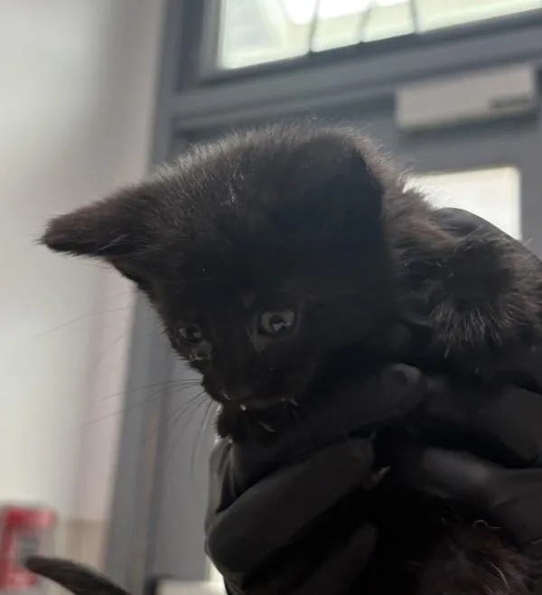 A baby small-sized female Domestic Short Hair cat named Girly Squirrel for adoption in Escondido, CA