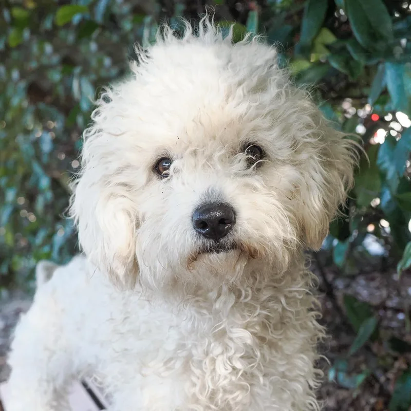 An adult small-sized female White / Cream Miniature Poodle dog named Eden for adoption in Point Richmond, CA