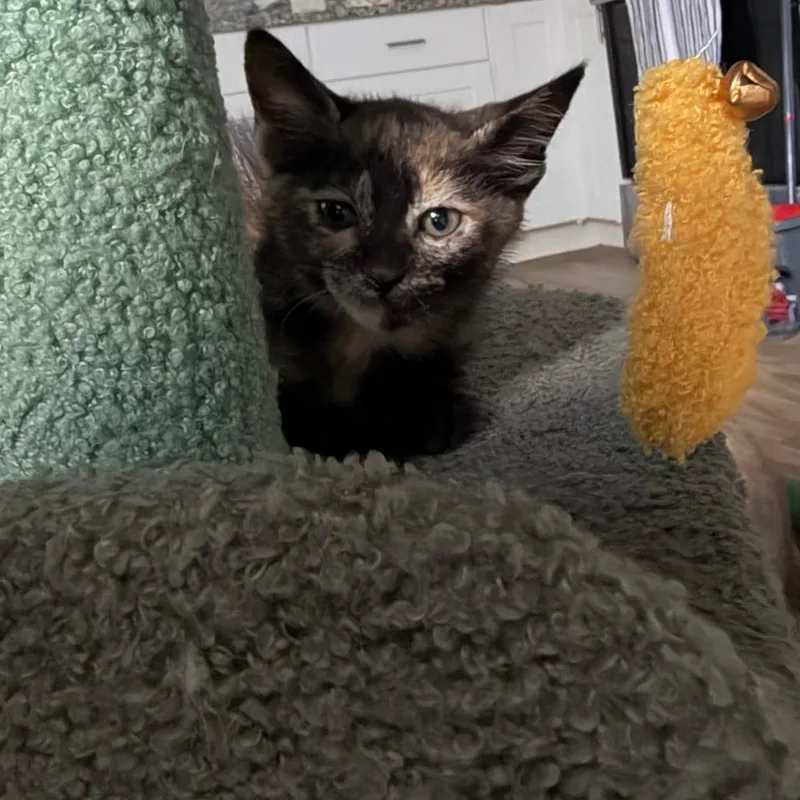 A baby small-sized female Torbie Domestic Short Hair cat named Emily Bronte for adoption in San Antonio, TX