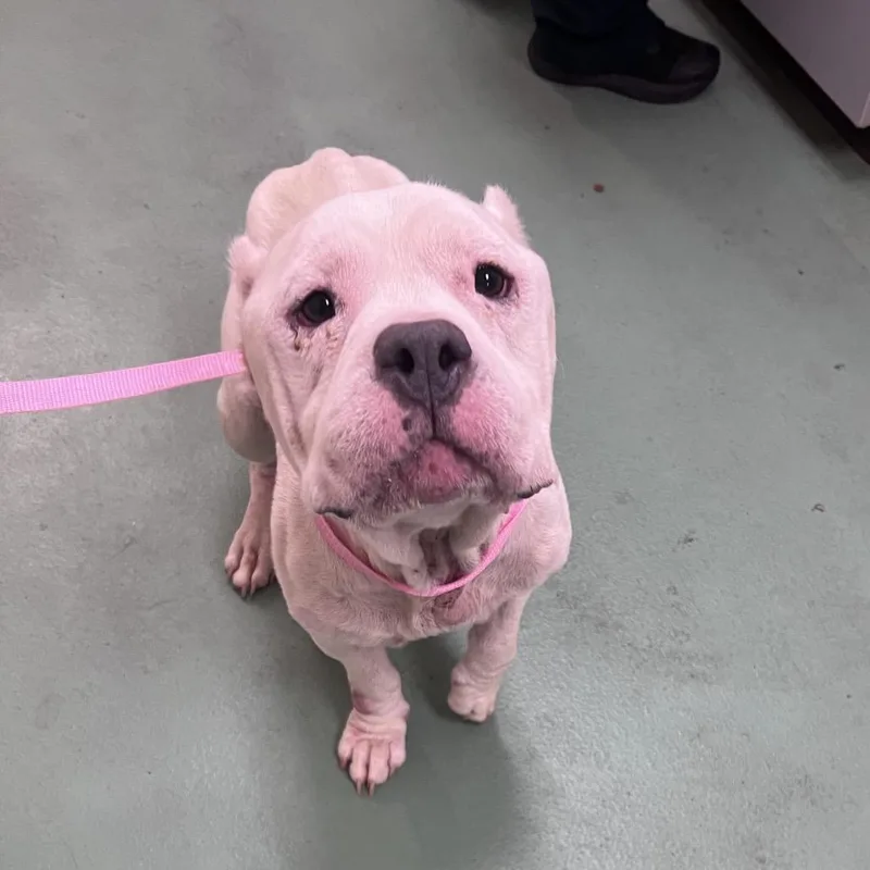 An adult medium-sized female White / Cream Mixed Breed dog named Tinker Bell for adoption in Memphis, TN