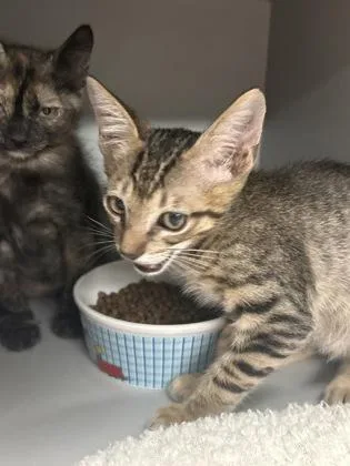 A baby medium-sized female Domestic Short Hair cat named Cupid for adoption in Picayune, MS