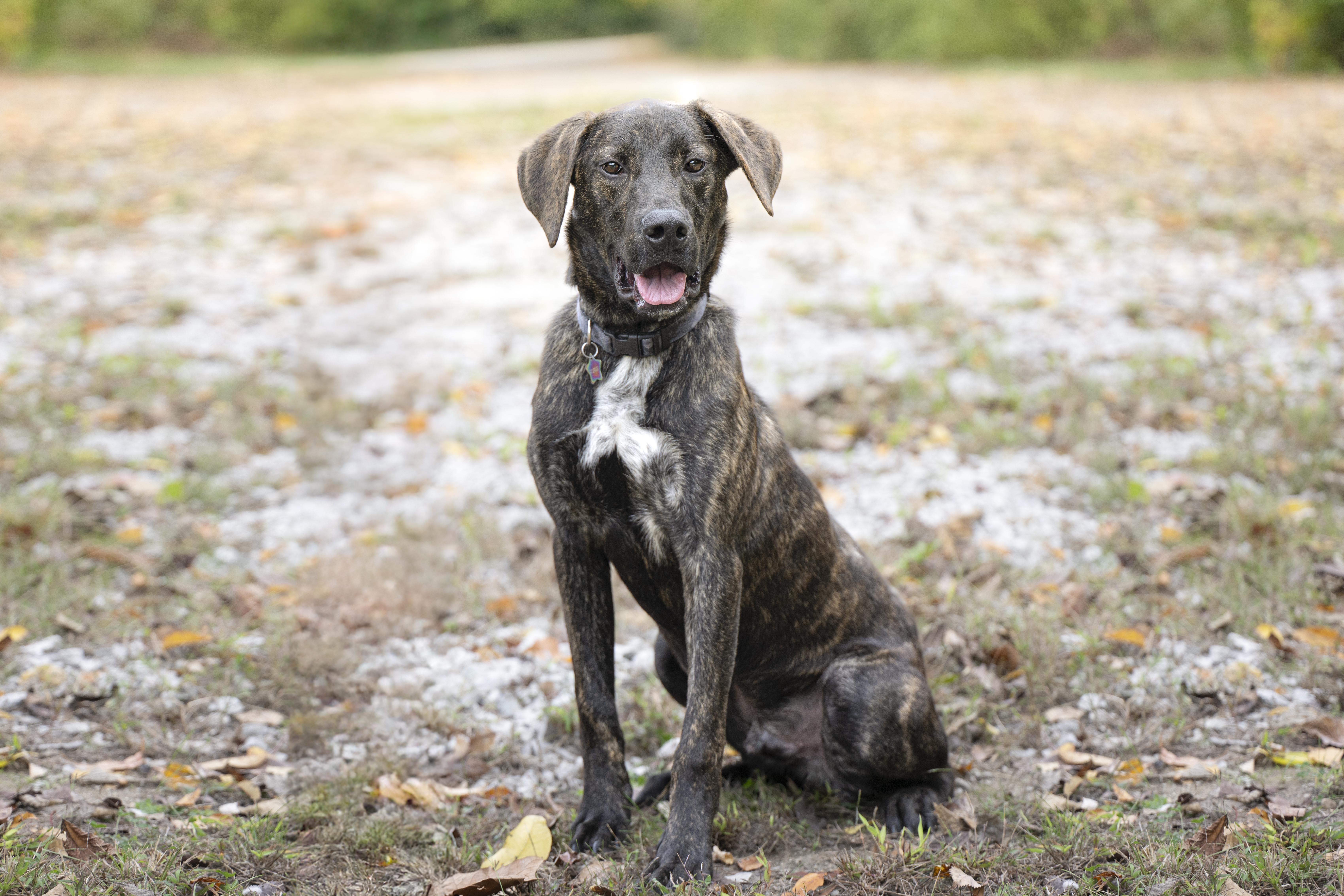 Furry Styles thumbnail 2