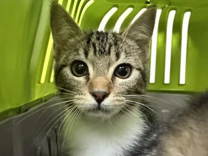 A baby small-sized female Domestic Short Hair cat named Zoe for adoption in Sacramento, CA