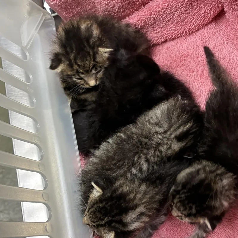 A baby small-sized female Brown / Chocolate Domestic Short Hair cat named 71836 for adoption in Harrisonburg, VA