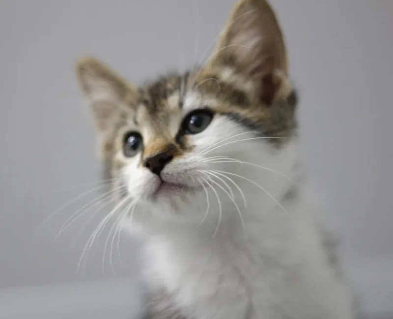 A baby small-sized male Domestic Short Hair cat named Bugaboo for adoption in Rockford, IL