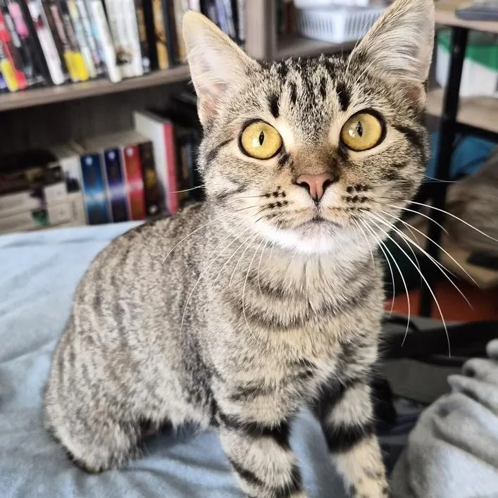 A baby medium-sized female Tabby (Gray / Blue / Silver) Domestic Short Hair cat named Sandy for adoption in Long Beach, MS