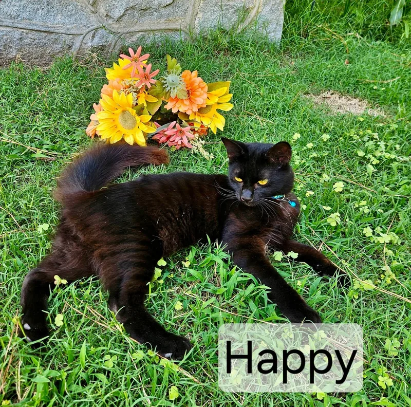 A young medium-sized male Black American Shorthair cat named Happy for adoption in Raleigh, NC