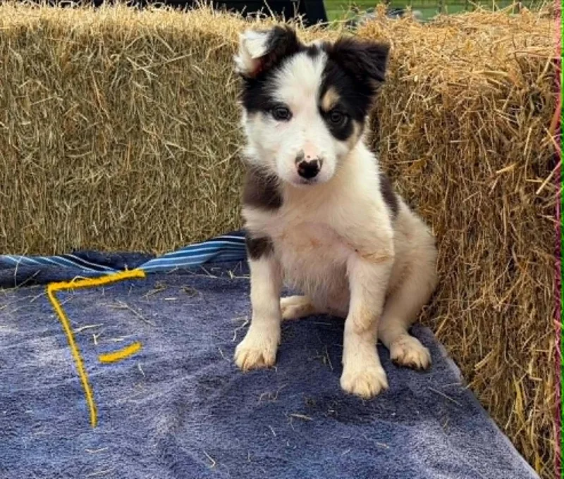 Border Collie Litter Females