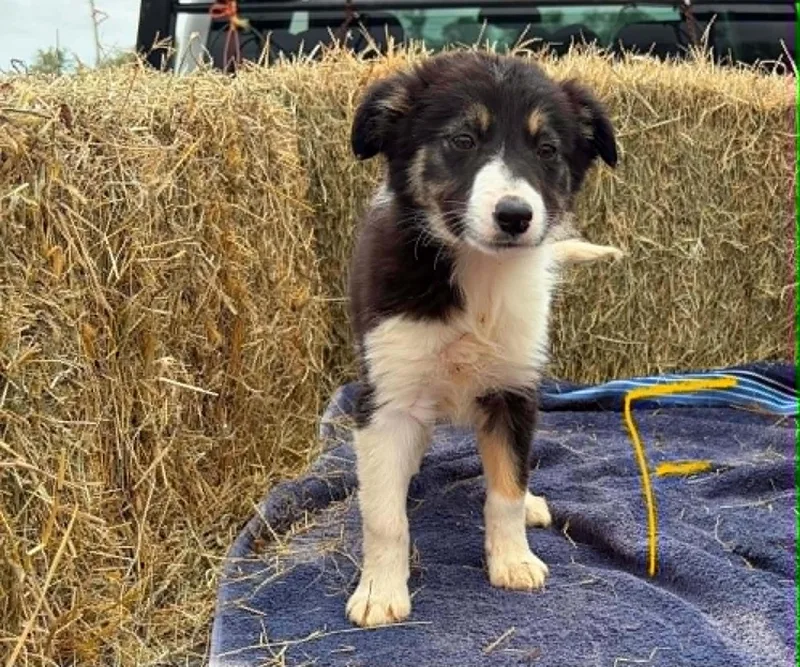 Border Collie Litter Females thumbnail 2