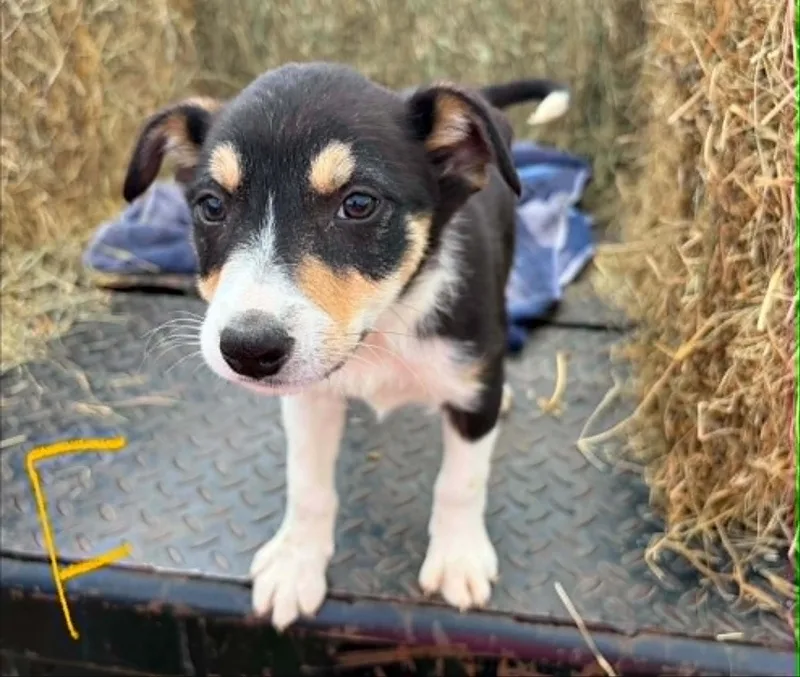 Border Collie Litter Females thumbnail 3