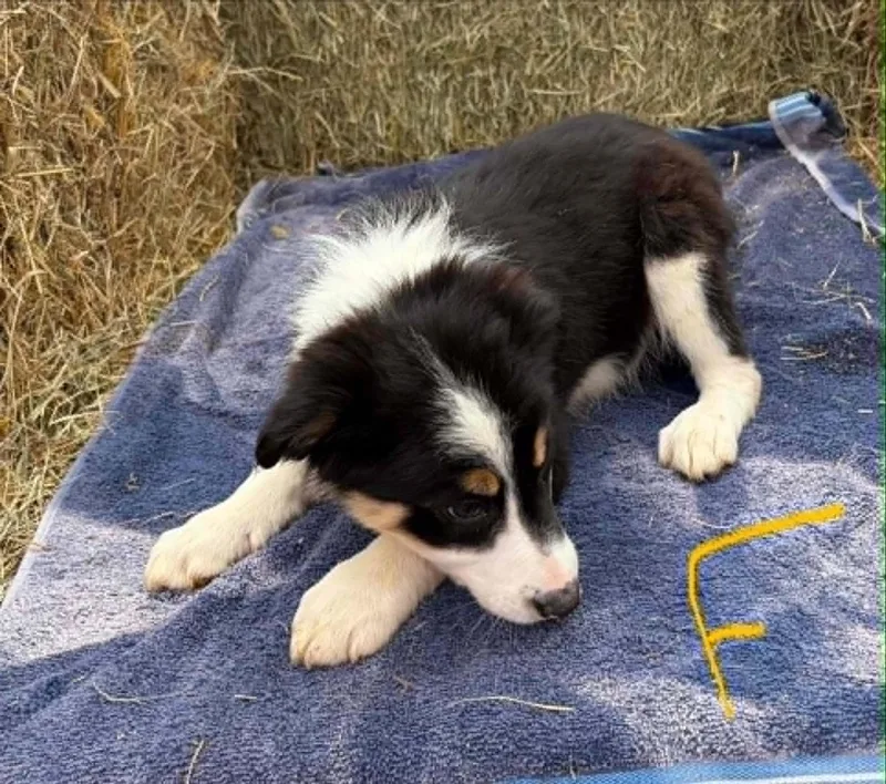 Border Collie Litter Females thumbnail 4