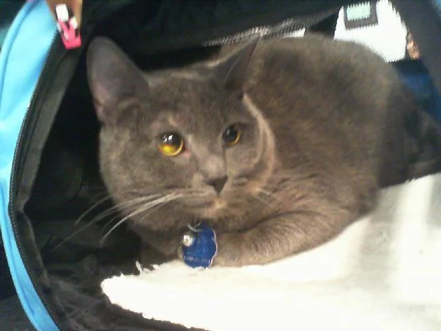 A young medium-sized female Domestic Short Hair cat named Storm for adoption in Charlotte, NC